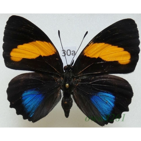 Callicore lyca aegina (C. & R. Felder, 1861) Peru30a
